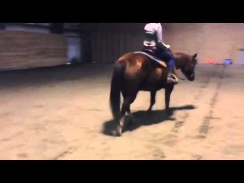 AQHA 2004 mare for sale