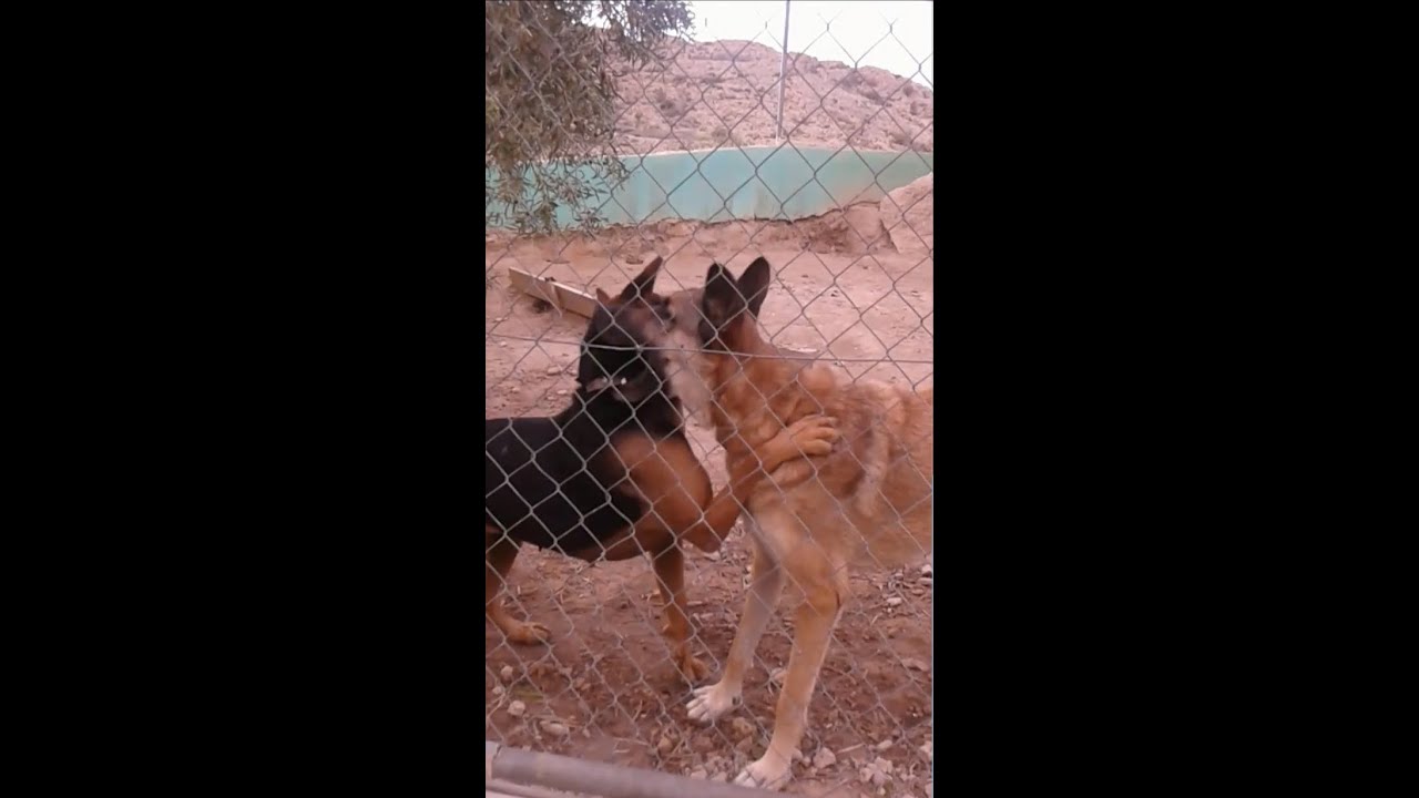 Visitando ASOKA el grande, la protectora de animales de San Vicente del Raspeig
