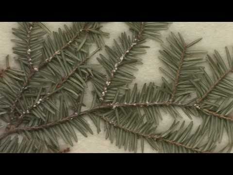 VermontTV.net: Hemlock Woolly Adelgid