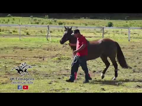 JOCKEY CLUB CANECÃO - SÃO JOAQUIM - APRESENTAÇÃO DOS ANIMAIS - 14.08.2022