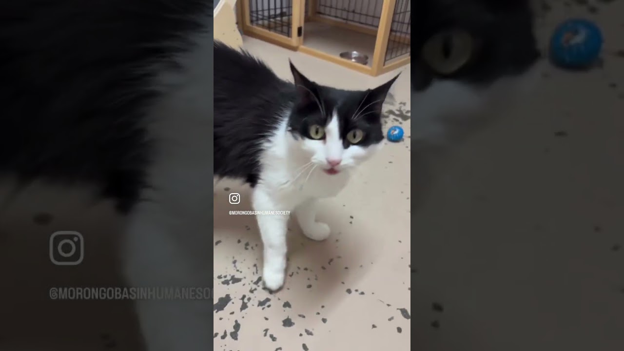 DESIERTO, a ADOPTABLE Domestic Short Hair in Joshua Tree, CA video 1/2