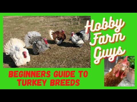 , title : 'Beginners Guide to Turkey Breeds'