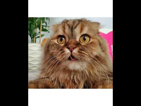 Crystal the Pet Nanny. LLC video.