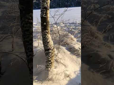 Walking in a Finnish forest 6.1.2022 part 2