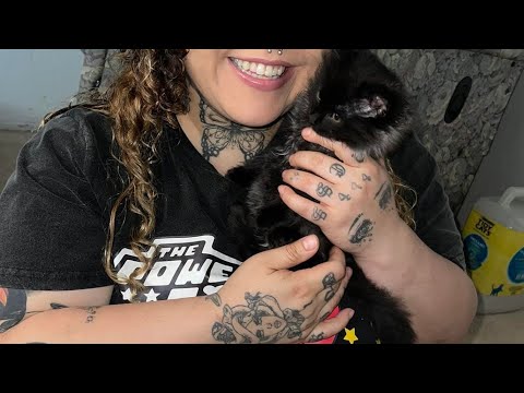 Live with Rescue Kittens with @BunnyKat444