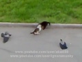 cat vs cat vs crows (Zugar) - Známka: 1, váha: střední