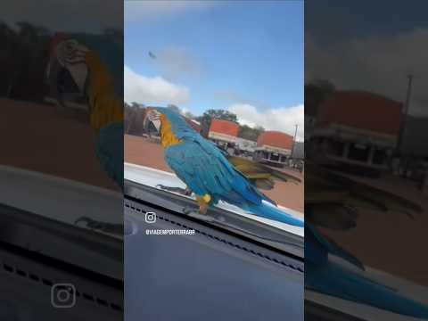 ELA PEGOU CARONA #sapezal #balneario #pubi #overland  #matogrosso #arara #riopapagaio