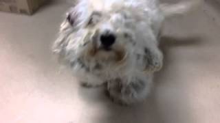 Before - Poodle Mix with Large Mass and Matted Coat