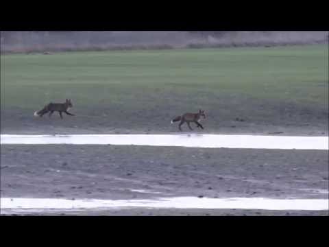 3 Ræve leger. - 3 foxes playing.