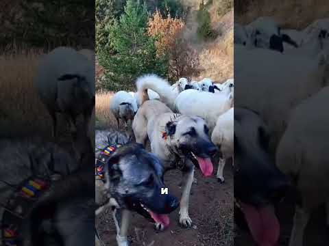 Волк зашел в ЛОВУШКУ сам 😲🔥🐺