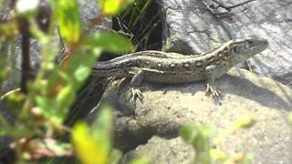 preview picture of video 'JASZCZURKA ZWINKA (Lacerta agilis) - Beskid Mały / Międzybrodzie Bialskie 19.07.2013'