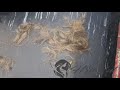 Erin Shaves Her Head And Brows Teaser Full Video At HaircutParty Com