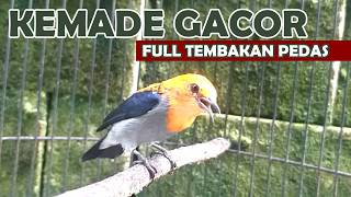 Download lagu KICAU BURUNG CIT KERES GACOR | Suara Masteran & Pancingan Kemade Bahan Agar Cepat Bunyi EMOSI ngalas mp3