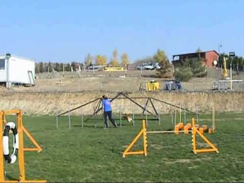 2011.11.01. Agility training - Camill