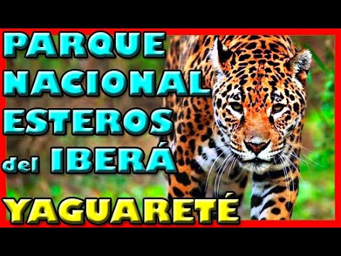 El YAGUARETE en Argentina | Reintroducen Jaguar en Los Esteros del Iberá