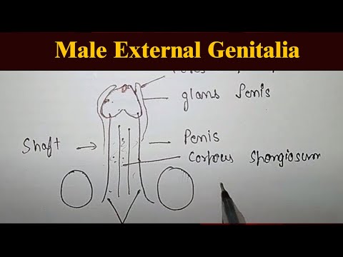 Worlds Biggest Ejaculation