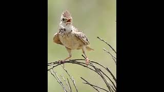 Download lagu Branjangan sanma cerewet Eurasia lark #shorts #burung mp3