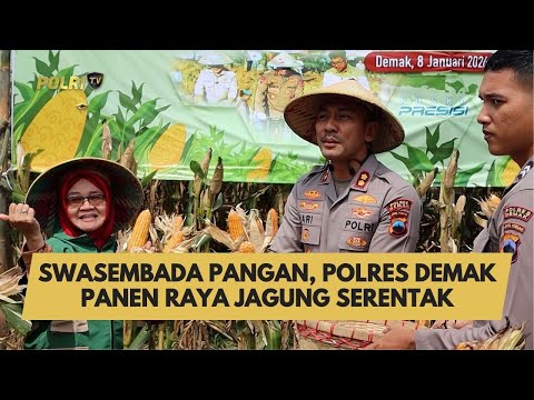 SWASEMBADA PANGAN, POLRES DEMAK PANEN RAYA JAGUNG SERENTAK