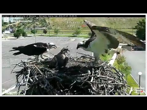 Hellgate Osprey - Louis w/fish2, Iris and baby eat from fish1 - SA 7/7/18 @ 10:03a