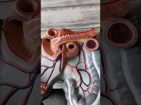 Die Bauchspeicheldrüse - Pankreas. Verdauung des Menschen.