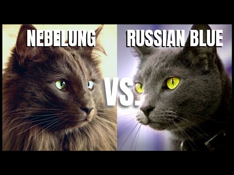 Nebelung Cat VS. Russian Blue Cat