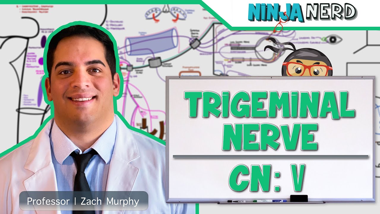 Neurology | Trigeminal Nerve: Cranial Nerve V