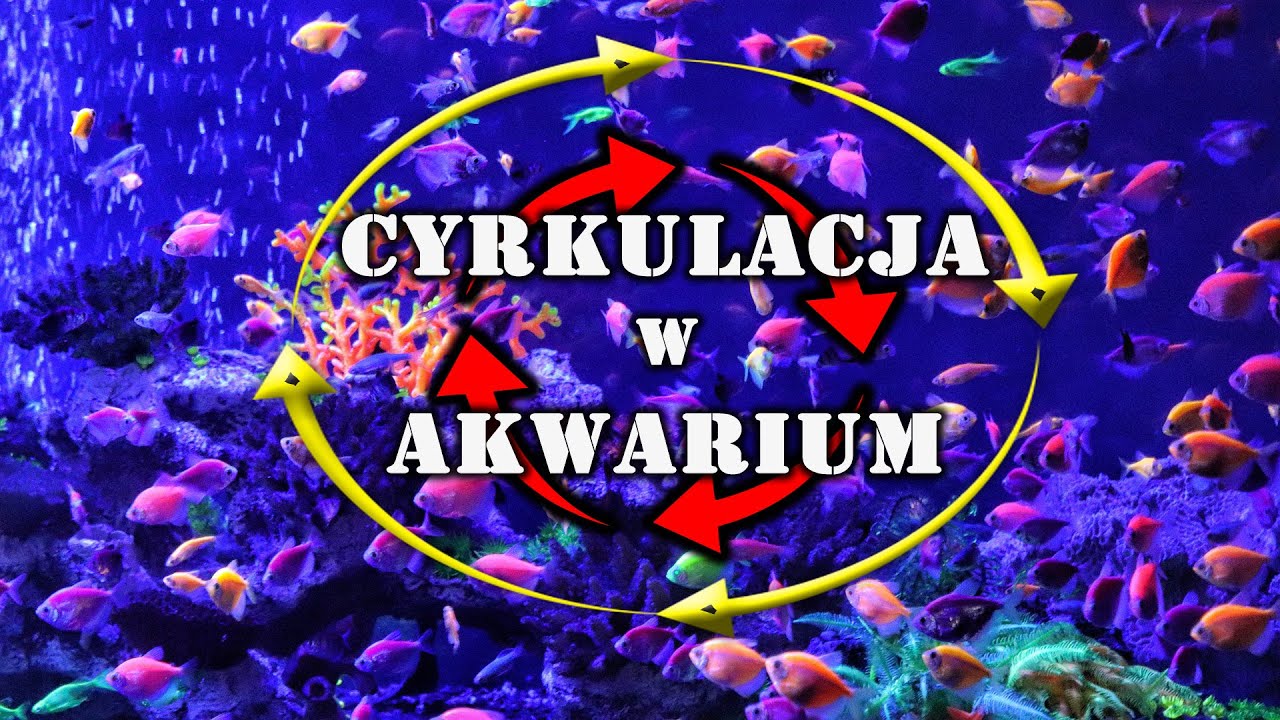 CYRKULACJA wody w akwarium - Jak ustawić Znaczenie.