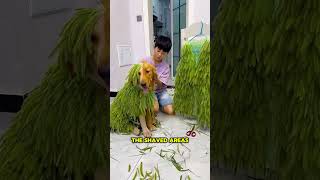 A Boy Cuts Only Half His Dog’s Fur 😳✂️🐶#shorts