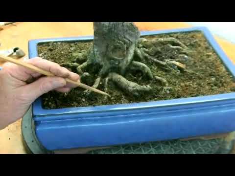 Linde Umtopfen und Nebari verbessern