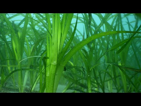 Hybrid seagrass 'mistake' could help restore San Diego’s underwater meadows | KPBS Public Media
