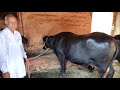 धर्मबीर नम्बरदार की अदंत कटङी गाँव गौ�