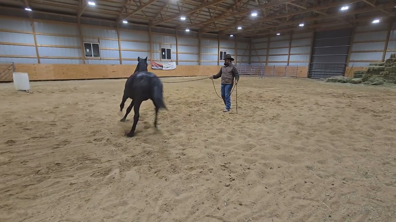 BAM Willies Justa Cowboy — Video 2