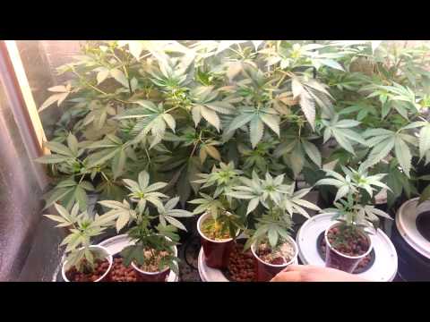 as of 6/28/14 - KALABRESE/ SOUR kush/ OG kush/ NORTHERNBERRY(#10)