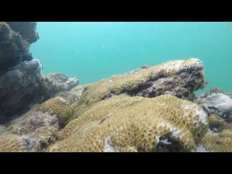 Macqueripe "The Hidden Beauty Beneath" -Trinidad and Tobago