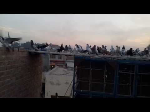 Burhan Sheikh from feroza my fighter pegion  2016