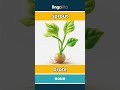 sprout - brote video thumbnail