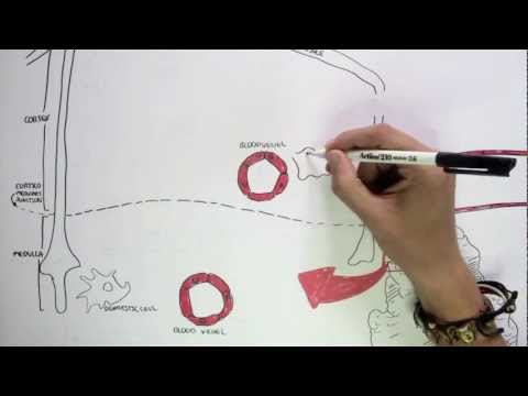 Immunology Map III - T cell development I