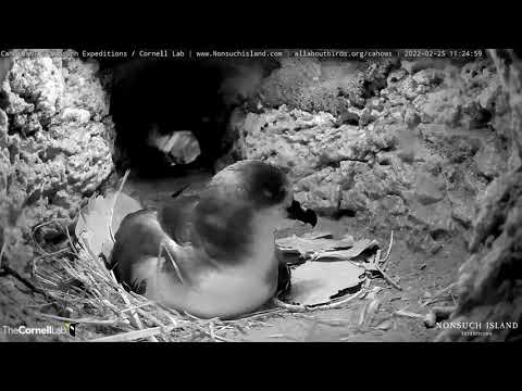 Bermuda Cahow Cam Returns Live As Egg Is About To Hatch | Nonsuch Expeditions | Cornell Lab