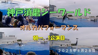 神戸須磨シーワールド　オルカパフォーマンス（シャチのショー）