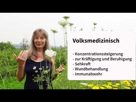 Wilde Möhre (Daucus carota)