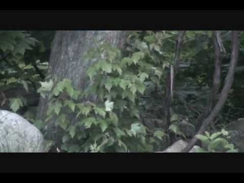 Feral Cat Catches Dinner