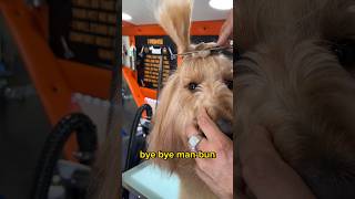 I had to SHAVE my giant fluffy dog! 😔💔 #goldendoodle #doggrooming #grooming