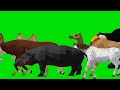 Jangal Animal Cartoon Video Video Edition Animations Green Screen Animal Stampede Cartoon Funny
