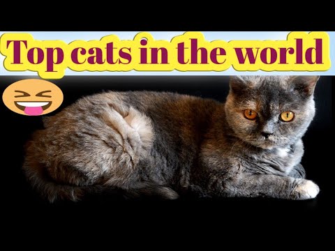 # Moaawiya ali.. Top Cats In The World |best cats | zarur dekhein and |
