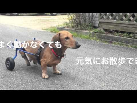ミニチュアダックスフンドのけん太君　犬用車いすに試乗する！