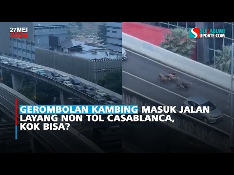 Gerombolan Kambing Masuk Jalan Layang Non Tol Casablanca, Kok Bisa?
