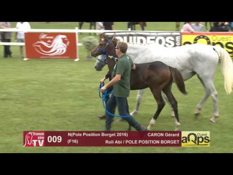 Show AQPS Le Lion 2016 : Lot 9 - N(Pole Position Borget 2016)