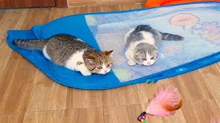 Cutest Cats, So Funny Cats Reaction to Playing Fishing Rod, Funny Cats Videos by Animals TV