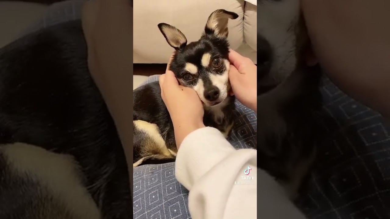 イッヌがうさぎになる