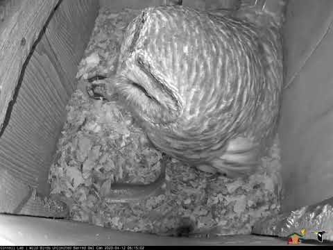 Fish Delivery At The WBU Barred Owl Nest Box! – April 12, 2020
